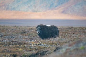 Musk Oxen in the Arctic