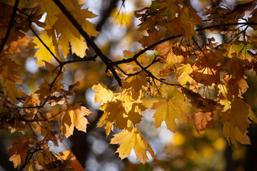 autumn leaves on a tree