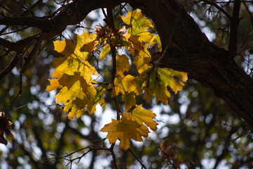 yellow maple leaves in autumn