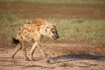 Tüpfelhyäne / Spotted hyaena / Crocuta crocuta...