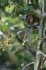 red squirrel on tree
