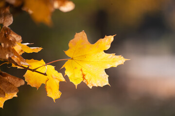 autumn leaves on the ground