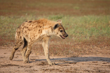 Tüpfelhyäne / Spotted hyaena / Crocuta crocuta...