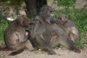 Bärenpavian / Chacma baboon / Papio ursinus......