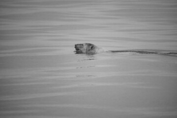 Polar bear Wrangel island Arctic
