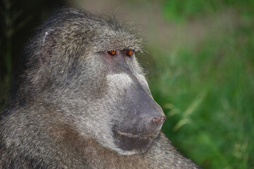 Bärenpavian / Chacma baboon / Papio ursinus..