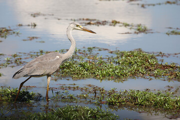 Afrikanischer Graureiher / Grey heron / Ardea cinerea
