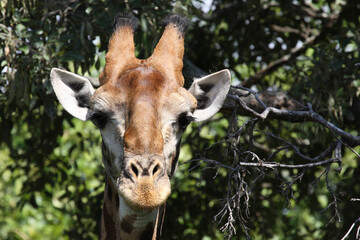Giraffe / Giraffe / Giraffa camelopardalis