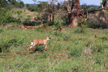 Afrikanischer Steinbock / Steenbok / Raphicerus campestris..