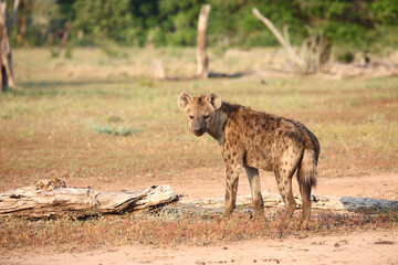 Tüpfelhyäne / Spotted hyaena / Crocuta crocuta..