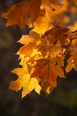 leaves in autumn