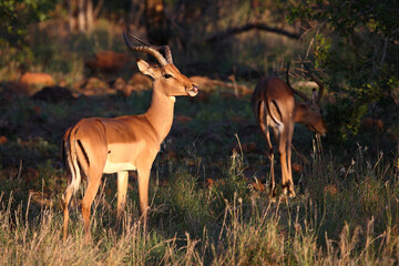 Schwarzfersenantilope / Impala / Aepyceros melampus
