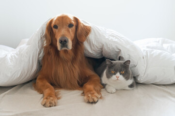 Golden Retriever and British Shorthair in the bed together