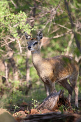 Klippspringer / Klipspringer / Oreotragus oreotragus