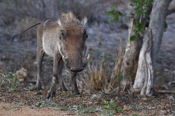 Warzenschwein / Warthog / Phacochoerus africanus