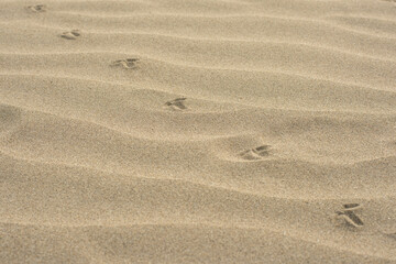 Fototapeta na wymiar 砂浜につけられた鳥の足跡