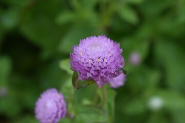 
A little purple flower in the garden.