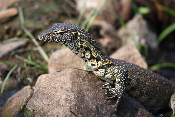 Nilwaran / Nile monitor / Varanus niloticus