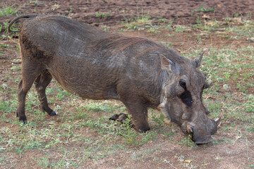 Warzenschwein / Warthog / Phacochoerus africanus