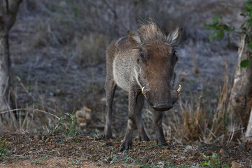 Warzenschwein / Warthog / Phacochoerus africanus