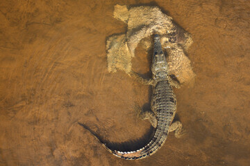 Nilkrokodil / Nile crocodile / Crocodylus niloticus..