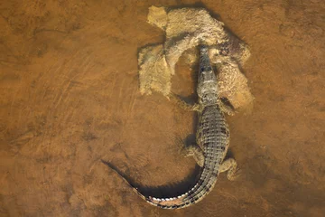 Gordijnen Nilkrokodil / Nile crocodile / Crocodylus niloticus.. © Ludwig