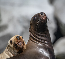 Fototapeta premium Steller's sea lions