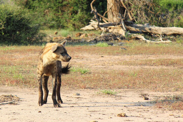 Tüpfelhyäne / Spotted hyaena / Crocuta crocuta..