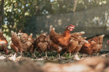 Free-range chicken in organic farm. Happy hen and chicken in nature organic. Organic farming concept.