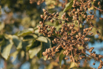 closeup of fruits of the Inthanin tree, Lagerstroemia speciosa