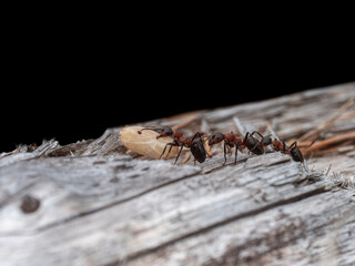 Eine Waldameise trägt eine Puppe zu ihrem neuen Nest. Der Ameisen folgen zwei weitere in einer...