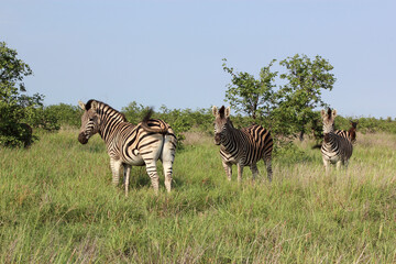 Steppenzebra / Burchell's zebra / Equus burchellii
