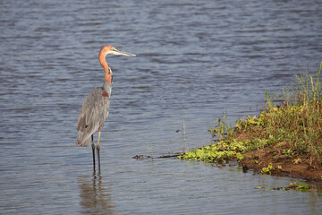 Goliathreiher / Goliath heron / Ardea goliath.