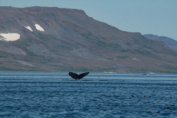 Obraz premium Whale tail