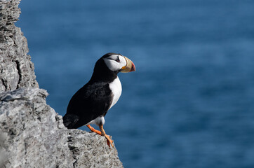 Arctic sea bird