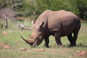 Obraz premium Breitmaulnashorn / Square-lipped rhinoceros / Ceratotherium simum