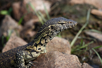 Nilwaran / Nile monitor / Varanus niloticus
