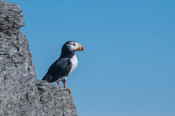 Arctic sea bird