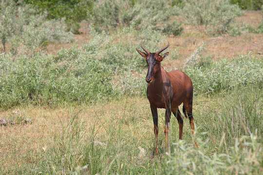 Leierantilope oder Halbmondantilope / Common tsessebe / Damaliscus lunatus