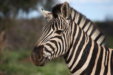 Plakat Steppenzebra / Burchell's zebra / Equus burchellii