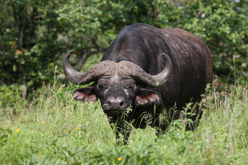 Kaffernbüffel / African buffalo / Syncerus caffer