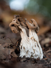 Herbstlorcheln (Helvella crispa)  wachsen im Laub stehend im Naturwald.