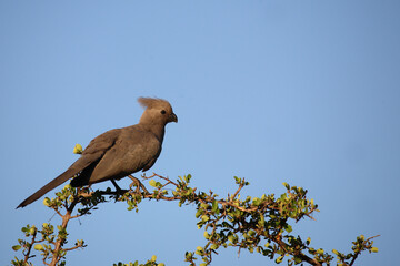 Graulärmvogel / Grey lourie or Grey go-away-bird / Corythaixoides concolor