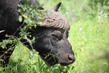 Kaffernbüffel / African buffalo / Syncerus caffer