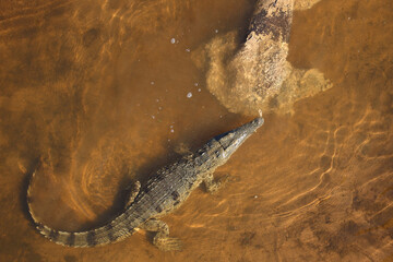 Nilkrokodil / Nile crocodile / Crocodylus niloticus..
