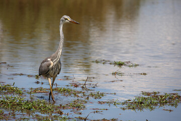 Fototapeta premium Afrikanischer Graureiher / Grey heron / Ardea cinerea