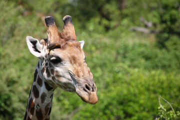 Giraffe / Giraffe / Giraffa Camelopardalis.