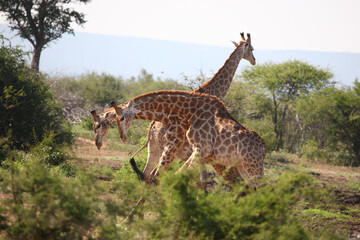Giraffe / Giraffe / Giraffa camelopardalis