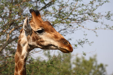 Giraffe / Giraffe / Giraffa camelopardalis