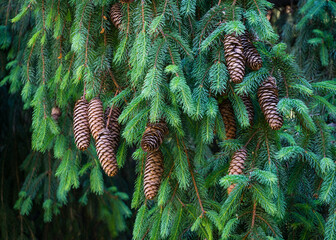 Beautiful brown cones on European spruce (Picea abies) branch. Norway spruce in spring Arboretum Park Southern Cultures in Sirius (Adler) Sochi. Nature concept for Christmas design